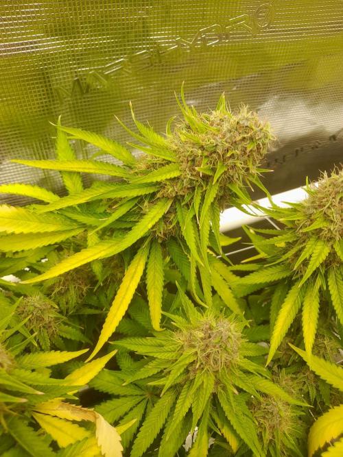 Durban Poison 4 way lst Scrog. Week 18