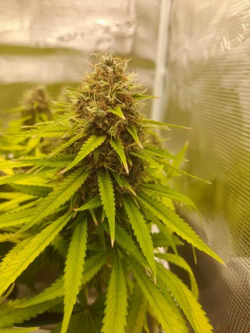 Durban Poison 4 way lst Scrog. Week 18