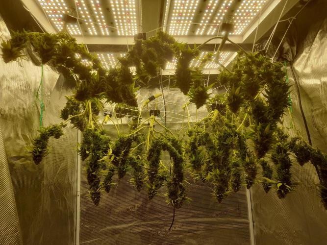 Durban Poison 4 way lst Scrog. Week 18