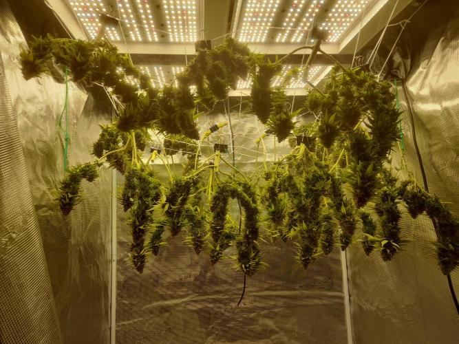 Durban Poison 4 way lst Scrog. Week 1