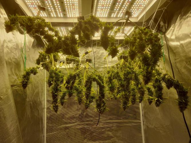Durban Poison 4 way lst Scrog. Week 1