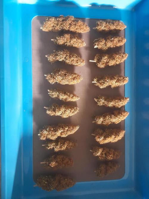 Durban Poison 4 way lst Scrog. Week 1