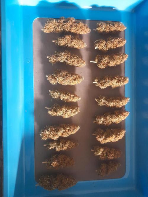 Durban Poison 4 way lst Scrog. Week 1