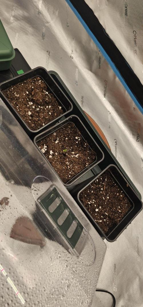 Papaya Frosting  Barneys Farm. Week 1 - One of them made it but i think   1 or 2 days the other 2 will show up 2 
