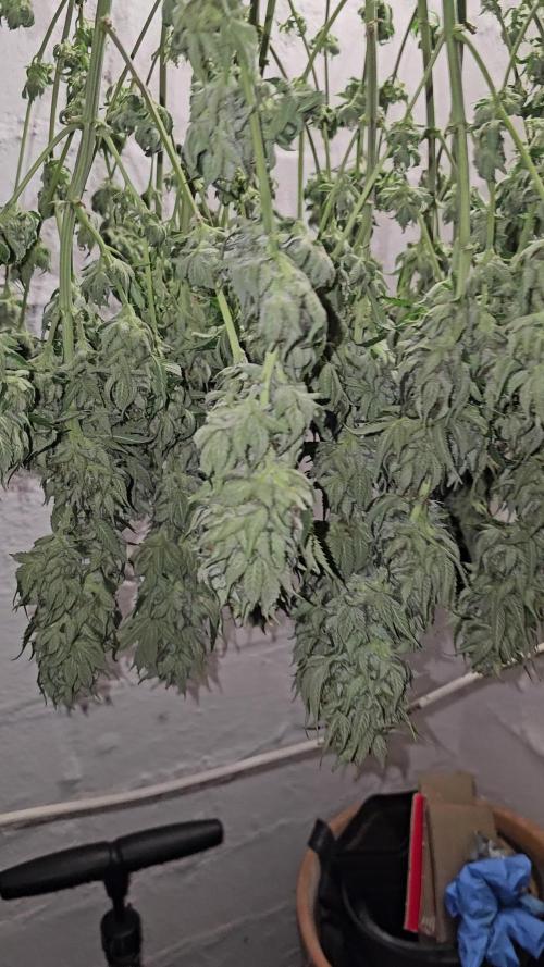 Northern Lights Blue