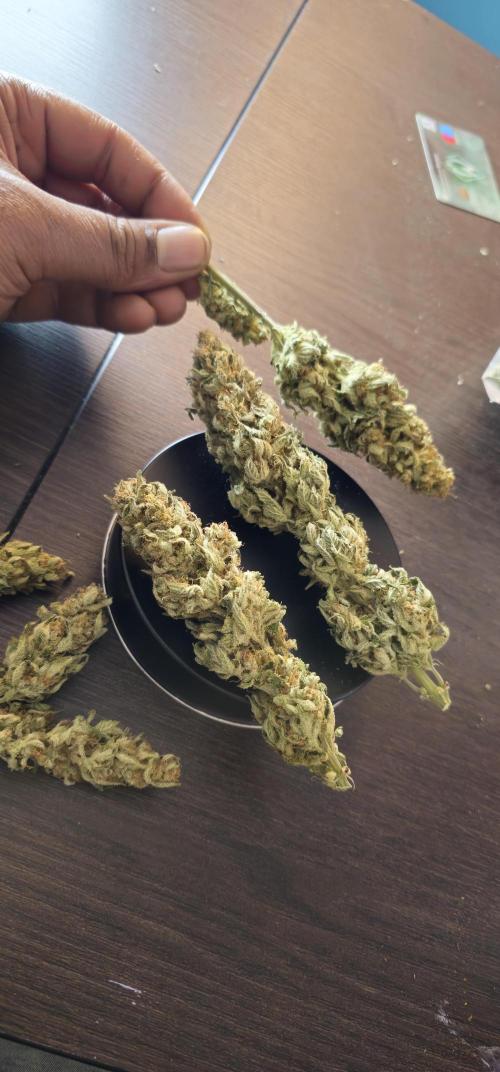 Northern Lights Blue. Week 8 - The day I dry cut it after 2 weeks of drying 