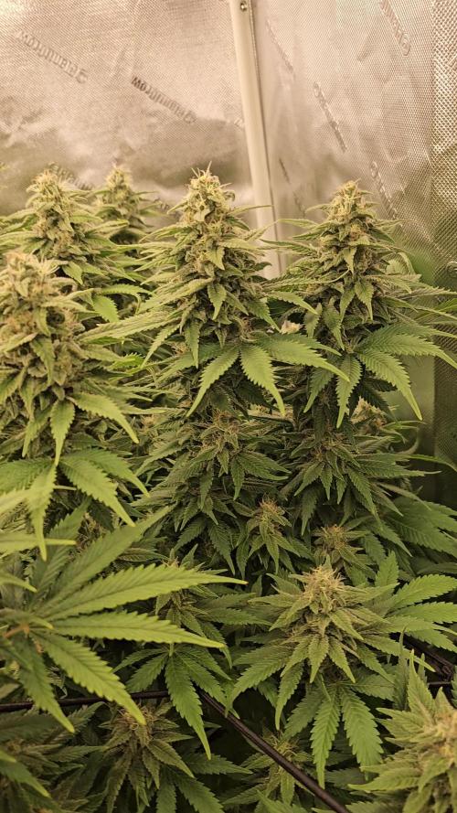 Northern Lights Blue