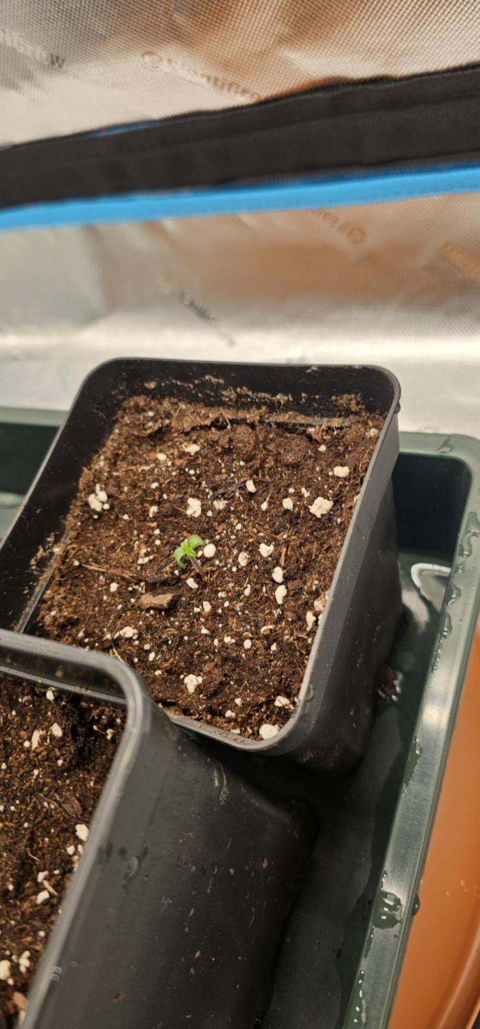Milky Way F1 Auto. Week 1 - Shes up and ready to grow 