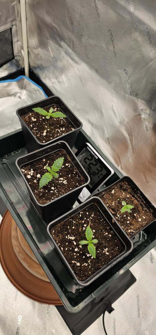 Papaya Frosting  Barneys Farm. Week 1 - They looking good
