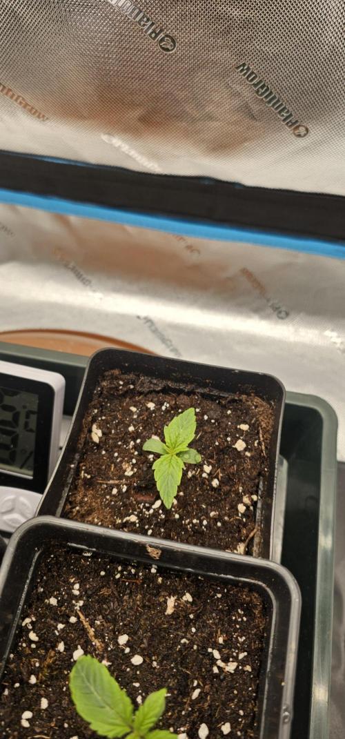 Milky Way F1 Auto. Week 2 - The top one 
