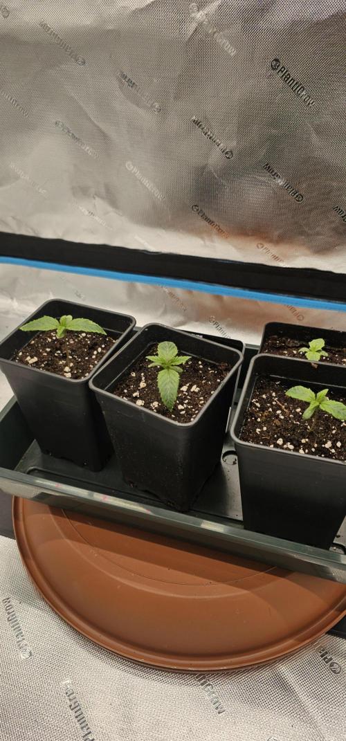Papaya Frosting. Week 2