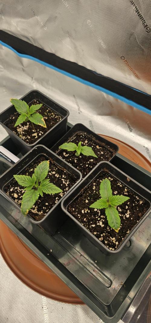 Papaya Frosting. Week 2