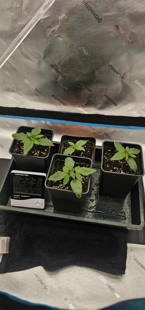 Papaya Frosting. Week 2