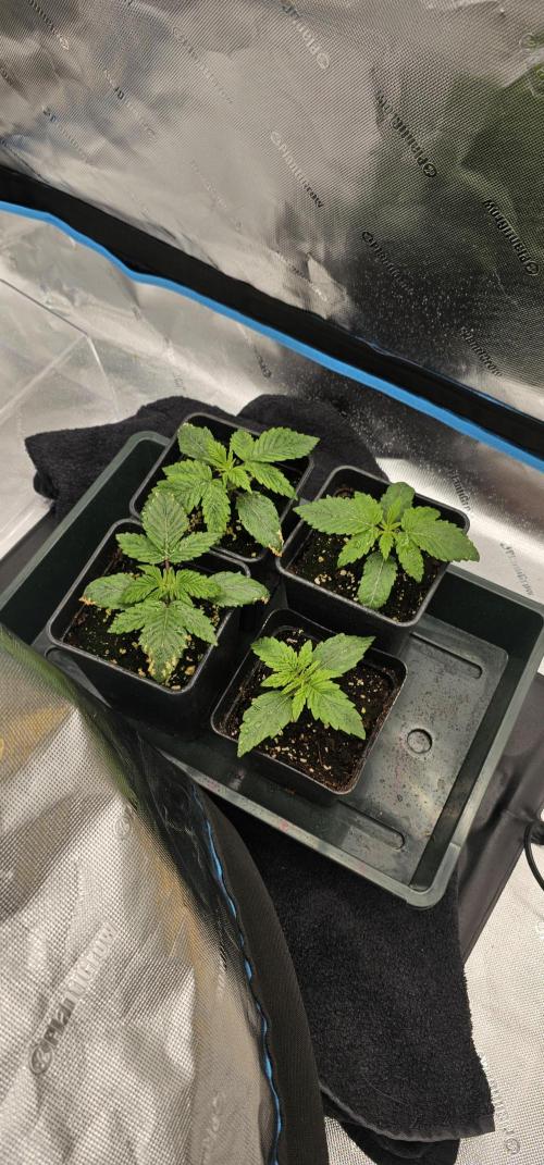 Milky Way F1 Auto. Week 2 - The right one on the bottom 