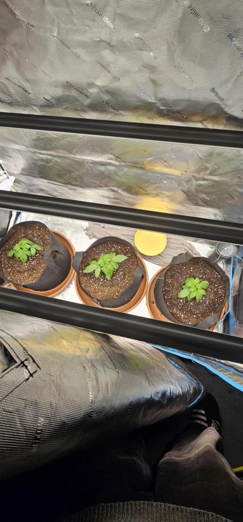 Papaya Frosting. Week 2