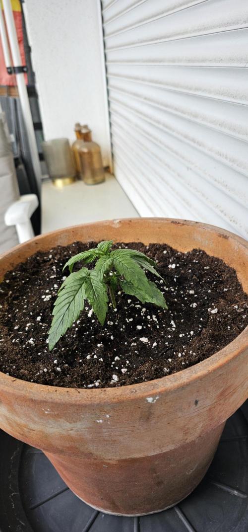 Light-Mix. Week 2