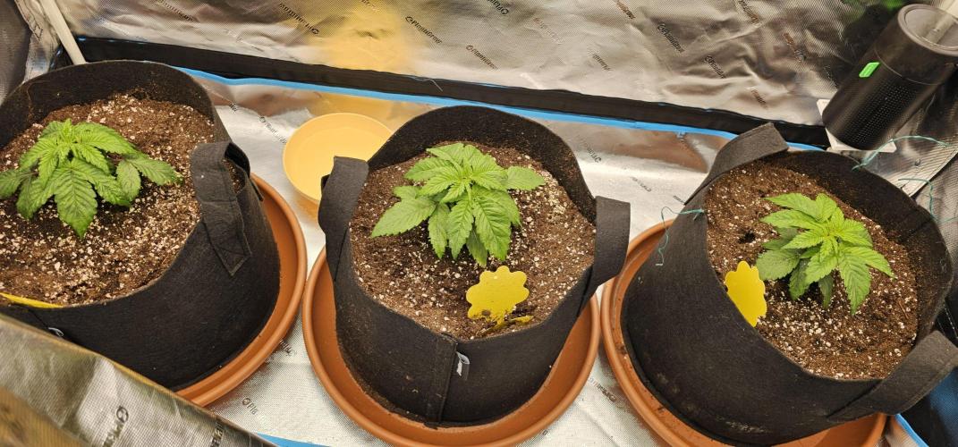 Papaya Frosting  Barneys Farm. Week 2 - After 2 days switch of the pots