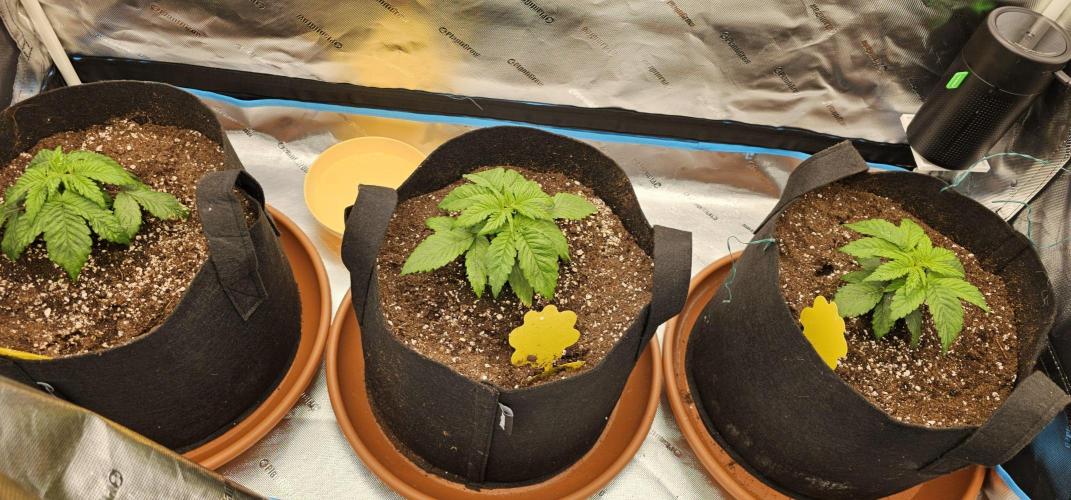 Papaya Frosting. Week 2