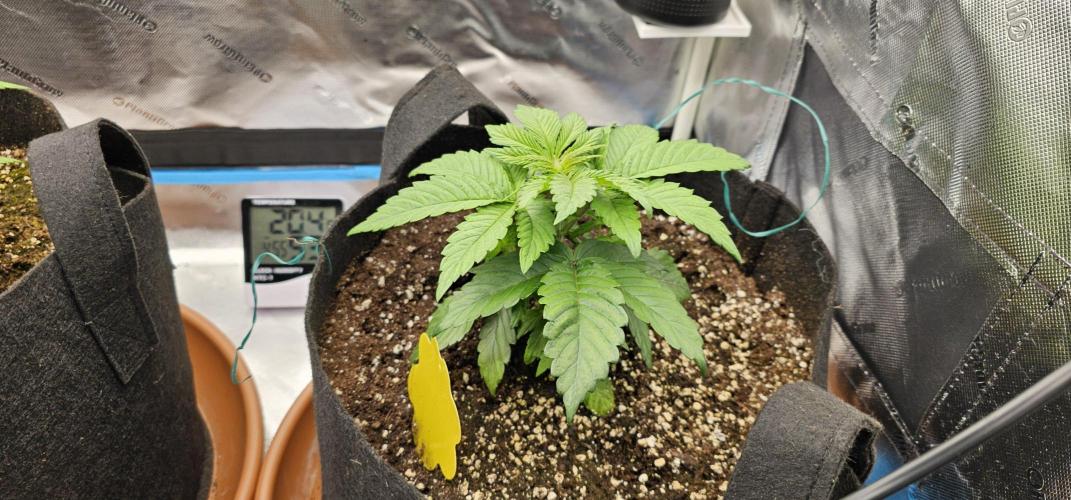 Papaya Frosting. Week 3