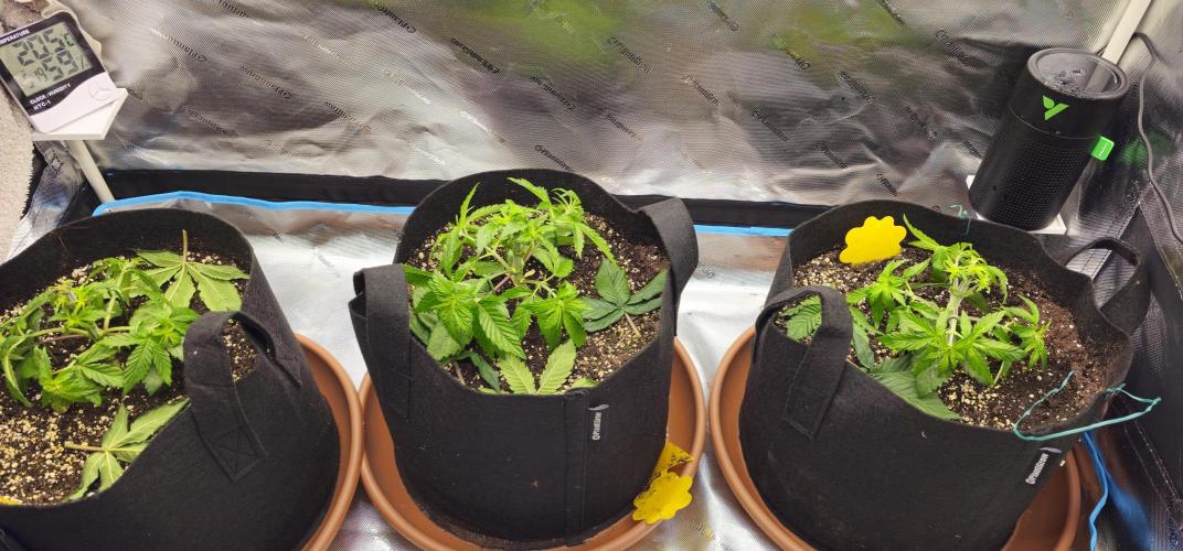 Papaya Frosting  Barneys Farm. Week 3 - Defoliat just four leaves per plant and a  topping 