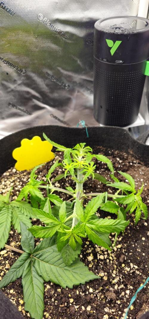 Papaya Frosting  Barneys Farm. Week 3
