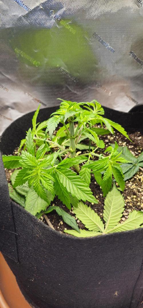 Papaya Frosting  Barneys Farm. Week 3