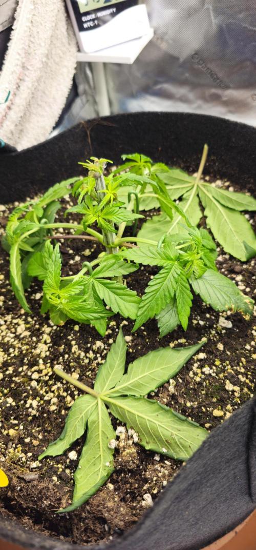 Papaya Frosting  Barneys Farm. Week 3