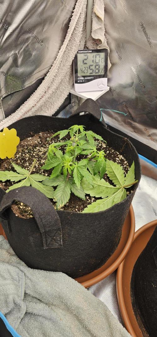 Papaya Frosting  Barneys Farm. Week 3