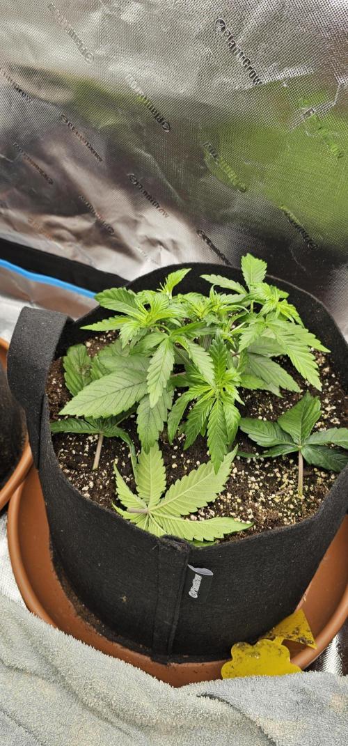 Papaya Frosting  Barneys Farm. Week 3
