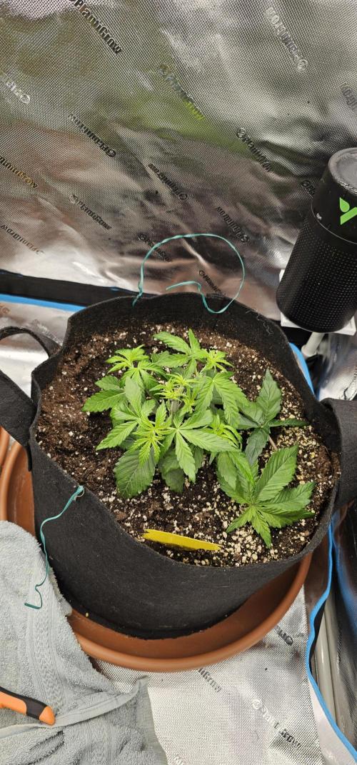Papaya Frosting  Barneys Farm. Week 3