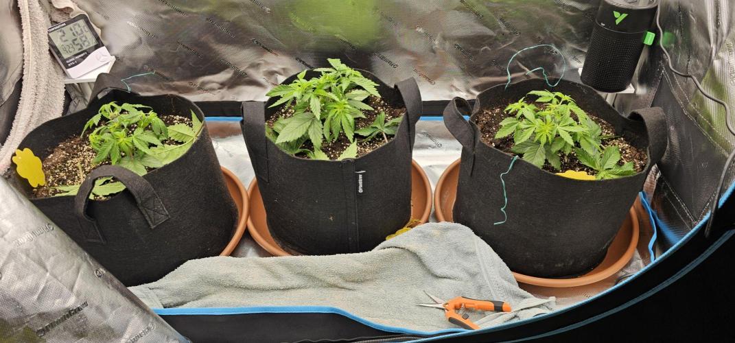 Papaya Frosting  Barneys Farm. Week 3