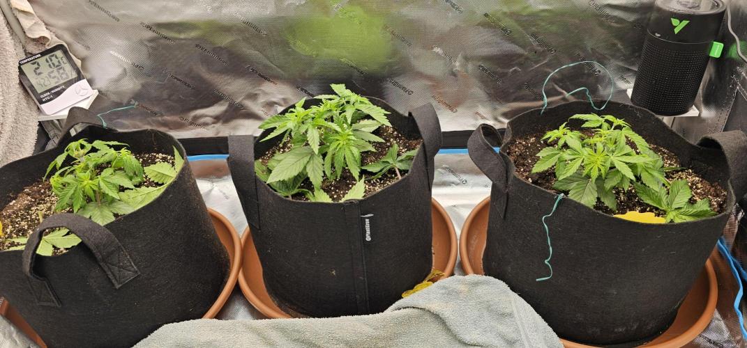 Papaya Frosting. Week 3