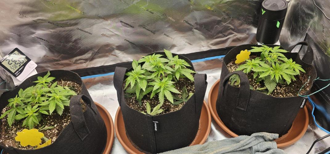 Papaya Frosting  Barneys Farm. Week 3