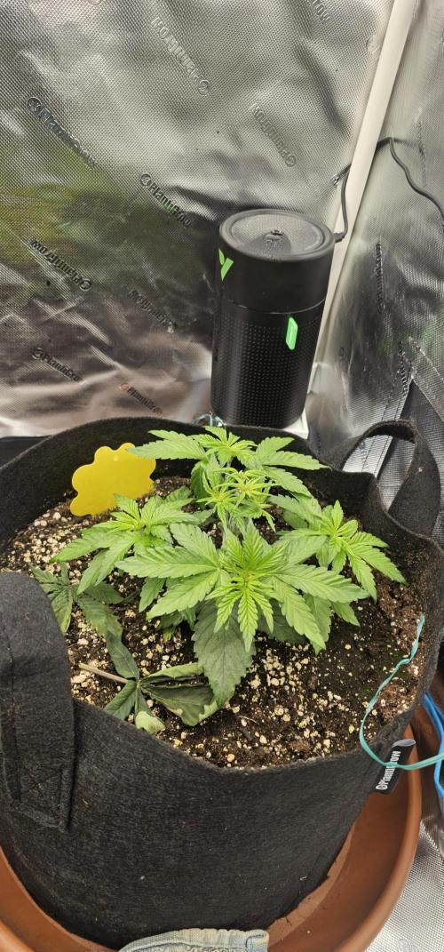 Papaya Frosting  Barneys Farm. Week 3