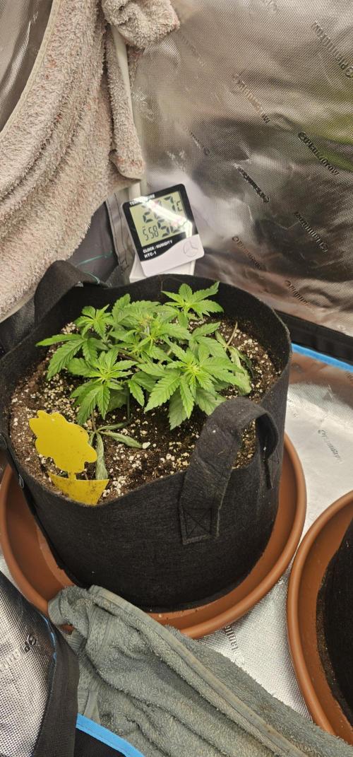 Papaya Frosting  Barneys Farm. Week 3
