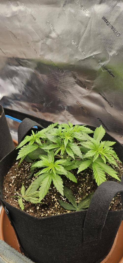 Papaya Frosting. Week 3