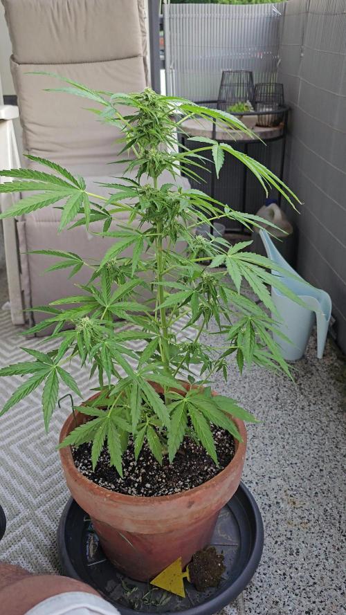 Milky Way F1 Auto