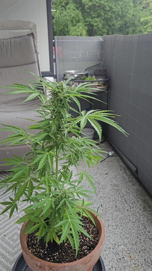 Milky Way F1 Auto