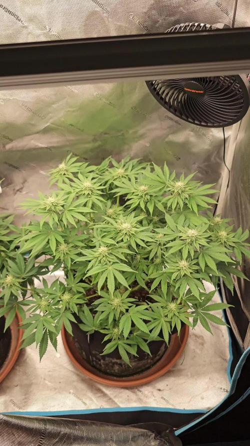 Papaya Frosting. Week 10