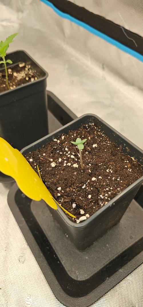 1x Mango Sherbert. Week 0 - There she goes