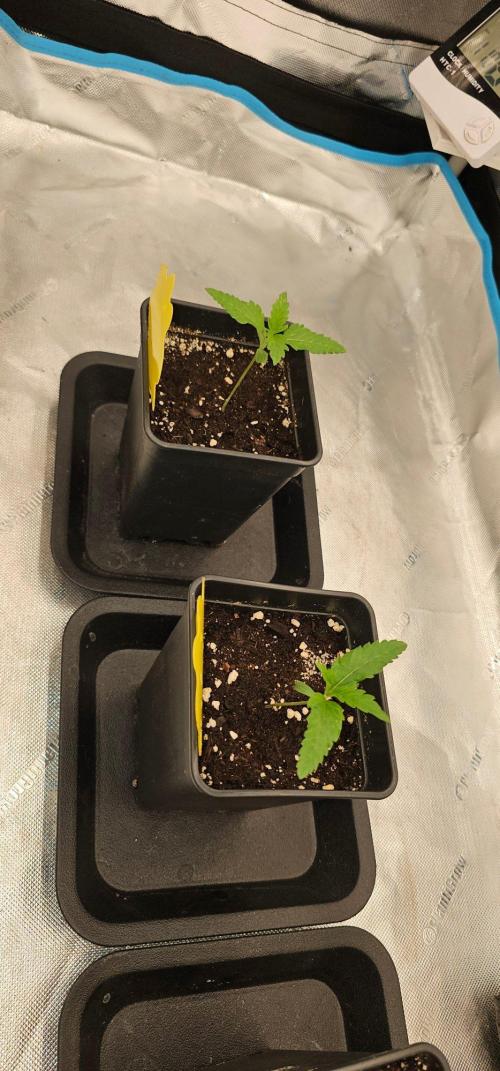 2x colombian jack. Week 1