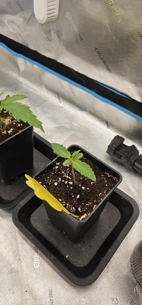 Plantigrow 120x60x180. Week 0