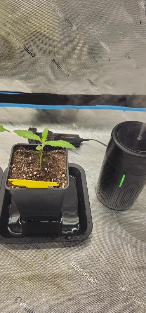 Plantigrow 120x60x180. Week 0