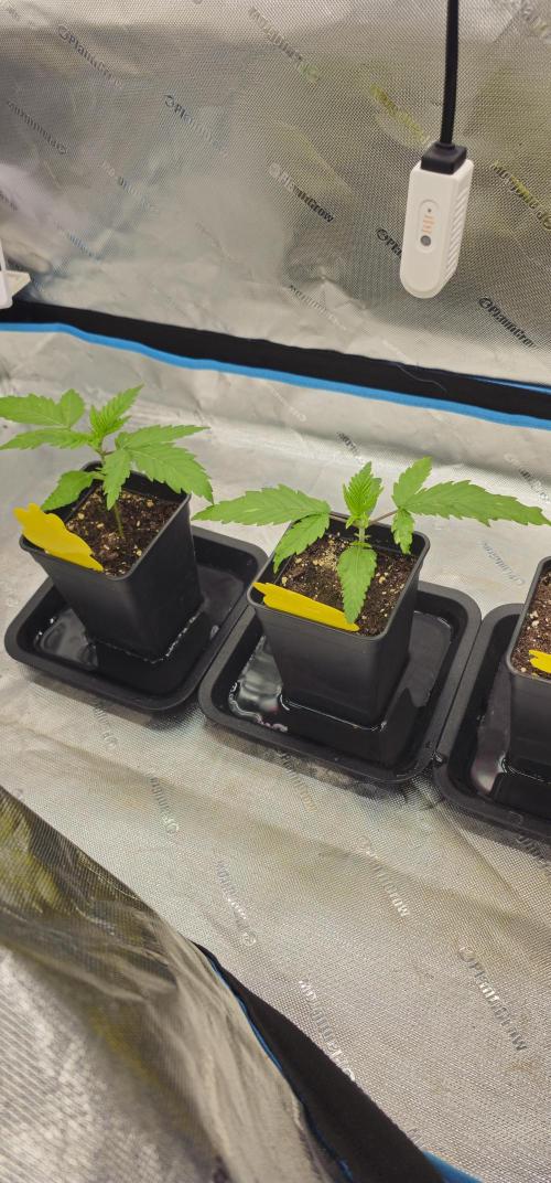 Colombian Jack. Week 1