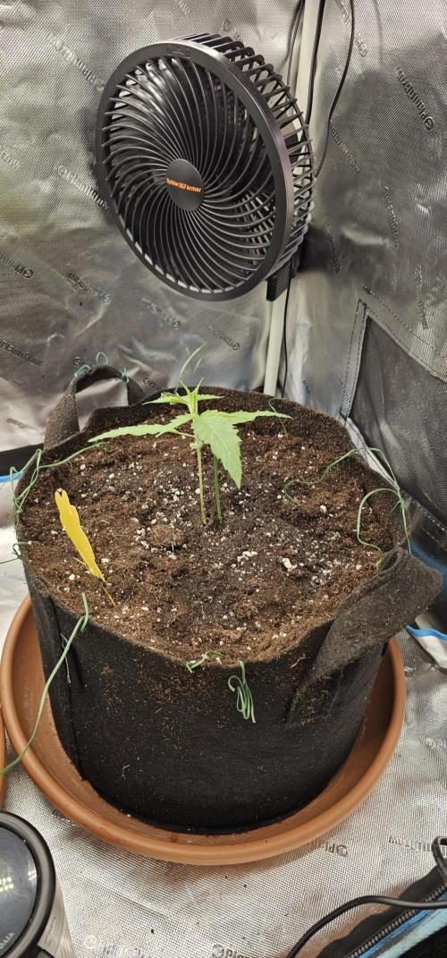 Plantigrow 120x60x180. Week 1