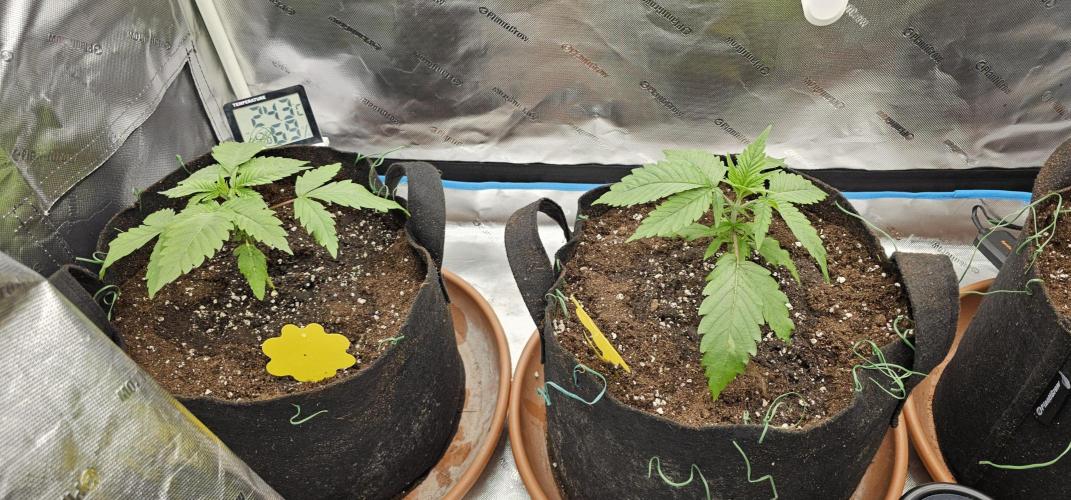 Colombian Jack. Week 2