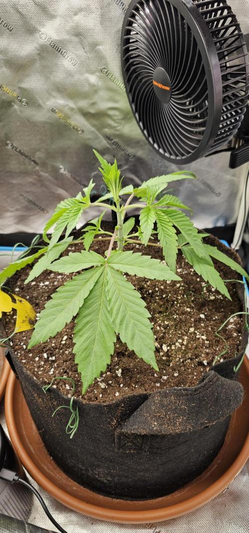Plantigrow 120x60x180. Week 2