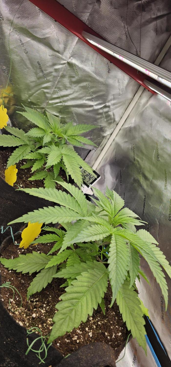 2x colombian jack. Week 3