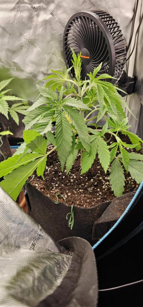 Plantigrow 120x60x180. Week 4