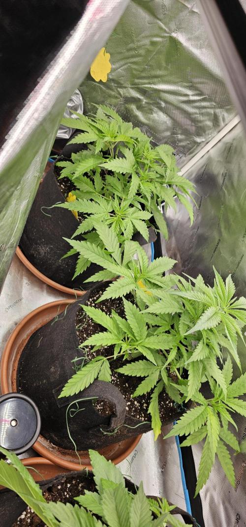 Colombian Jack. Week 4